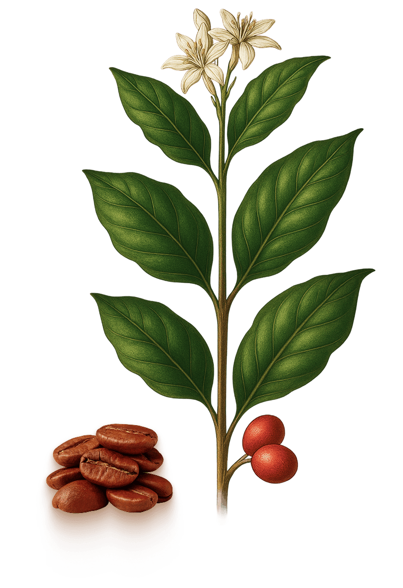 Planta Café Arábica